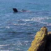  Land based whale watching